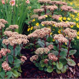 Varjúháj – Sedum ‘Matrona'