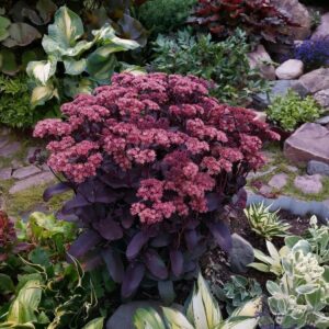 Varjúháj – Sedum ‘Purple Emperor’