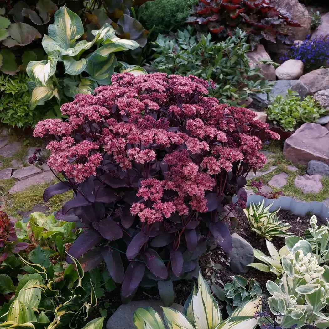 Varjúháj – Sedum ‘Purple Emperor’ 1 Varjúháj – Sedum ‘Purple Emperor’