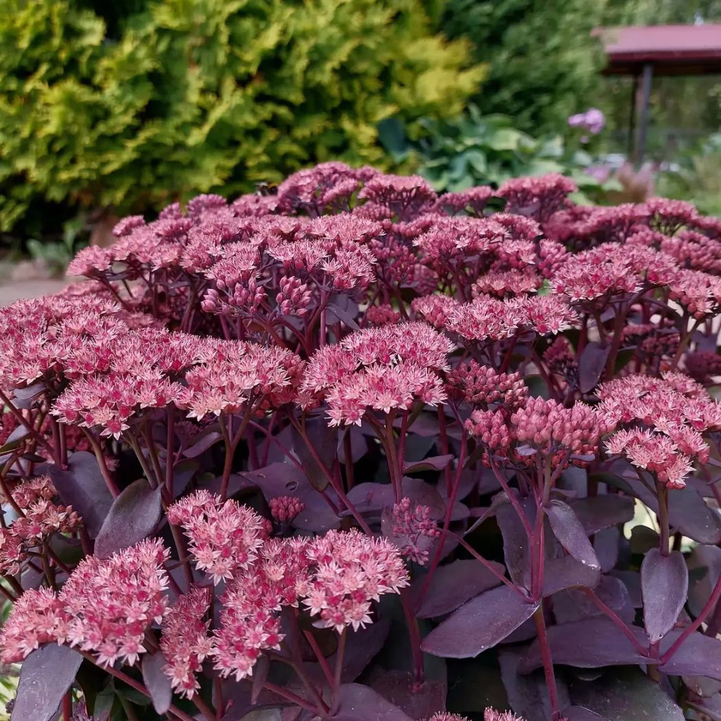 Varjúháj – Sedum ‘Purple Emperor’ 3 Varjúháj – Sedum ‘Purple Emperor’ - Image 3