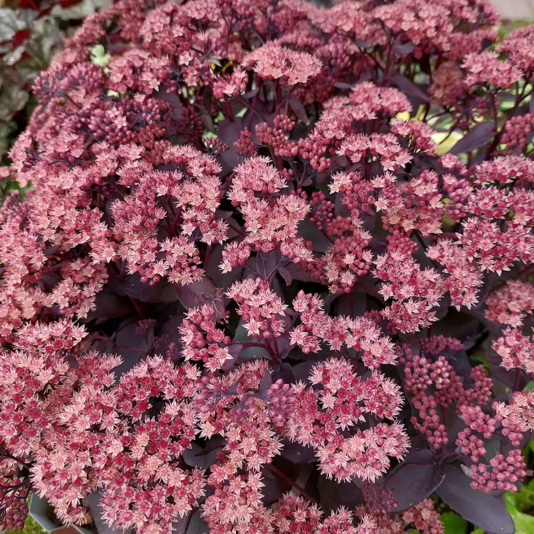 Varjúháj – Sedum ‘Purple Emperor’ 2 Varjúháj – Sedum ‘Purple Emperor’ - Image 2
