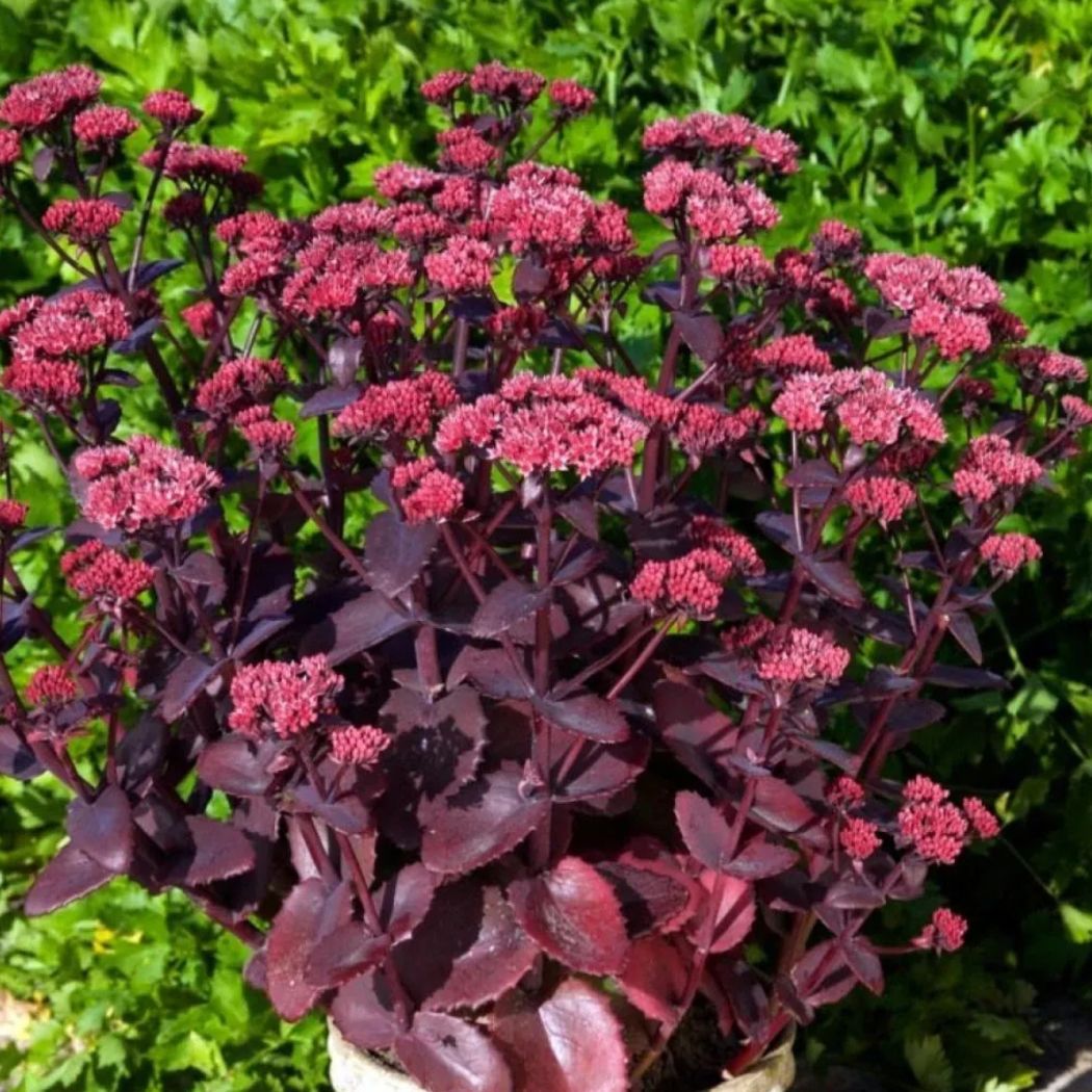 Varjúháj – Sedum ‘Seduction Cherry Chocolate’ 1 Varjúháj – Sedum ‘Seduction Cherry Chocolate’