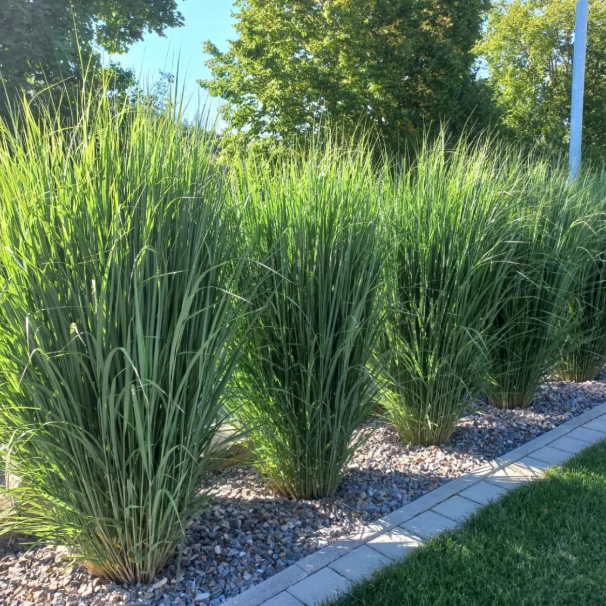 Vesszős Köles - Panicum virgatum ‘Blue Fountain’ 1 Vesszős Köles - Panicum virgatum ‘Blue Fountain’