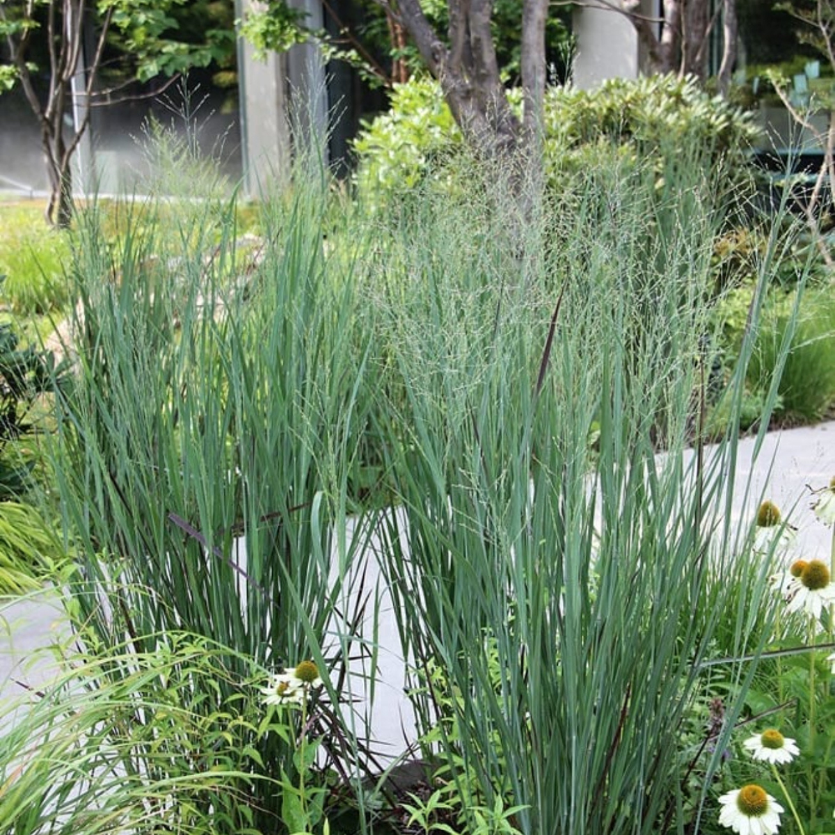 Vesszős Köles - Panicum virgatum ‘Blue Fountain’ 2 Vesszős Köles - Panicum virgatum ‘Blue Fountain’ - 2. kép